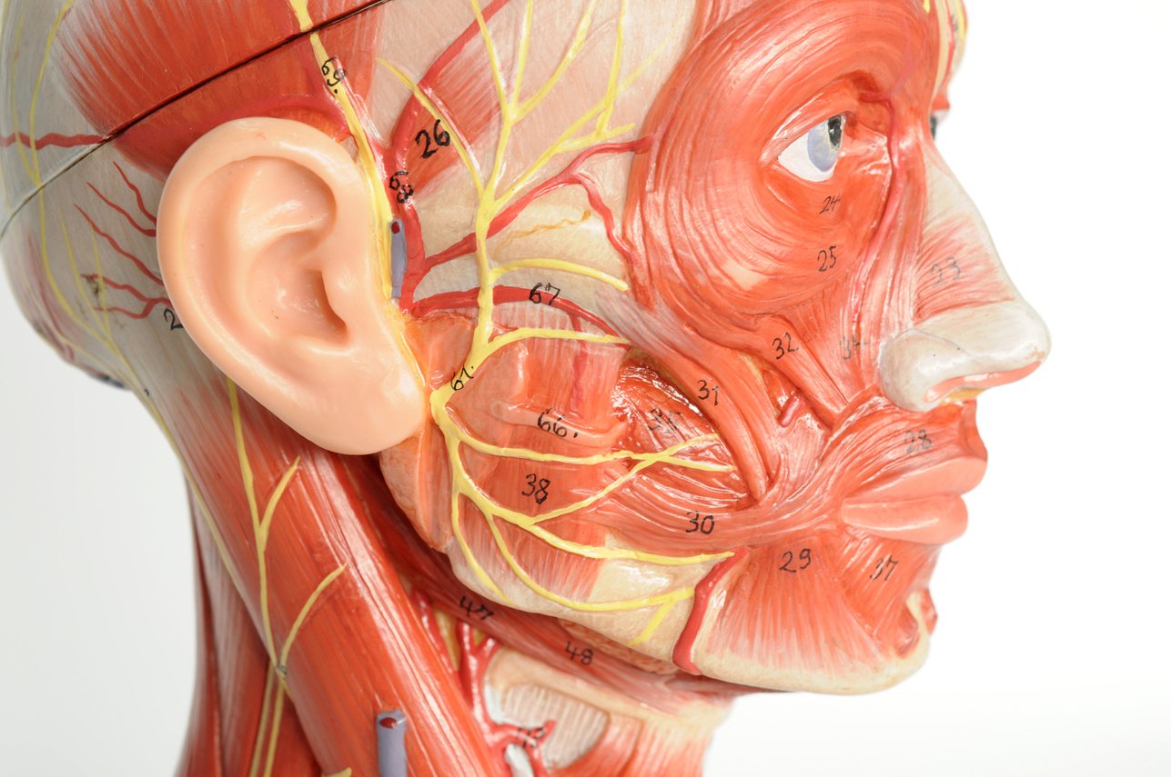 facial muscle anatomy